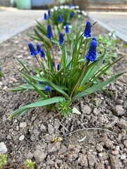 Delicate and very cute flowers, spring flowers, spring, flowers, muscari, purple bells