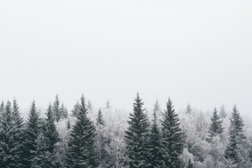 Monochromatic forest. Crisp pine trees in a hazy, muted landscape. Soft naturalism with minimalist winter aesthetic.