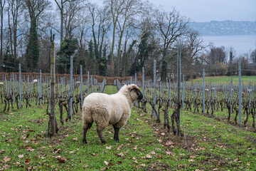 entretien écologique de la vigne en hiver