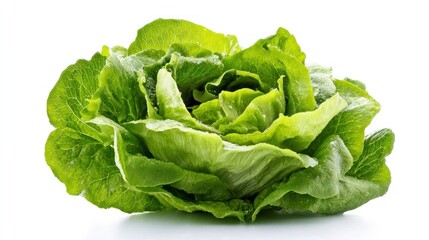 Fresh Green Lettuce Head on White Background