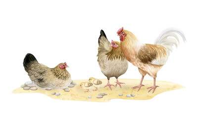 Chickens hens and rooster with baby chicks watercolor isolated illustration. Poultry yard birds for farm animals designs. Realistic fowls on sand ground clipart for organic goods from village