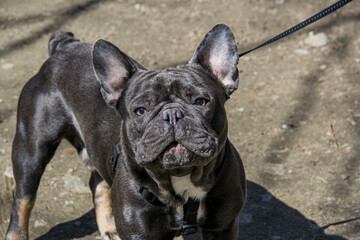 French bulldog, gray dog, young, crazy face, funny, active, interested, on a walk, collar, sun