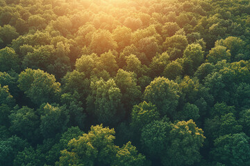 Bird's eye view from drone over green forest, sunlight shining through trees and foliage