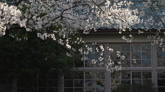 木造校舎と桜　【三重県熊野市立神上小中学校　休校中・一般公開】
