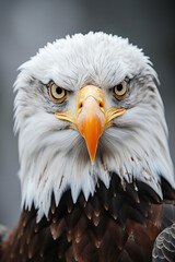 A bald eagle perched on a forests