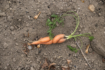 Unique twisted carrot in natural garden setting