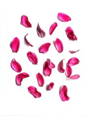 Fototapeta premium Scattered magenta petals on pristine white background create a minimalist floral arrangement with soft shadows and delicate texture