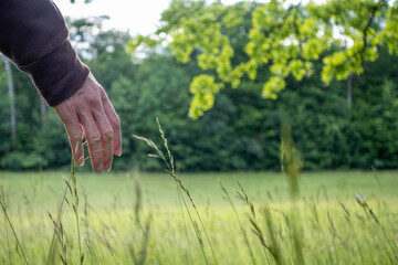 A hand gently touches blades of grass in a serene natural setting