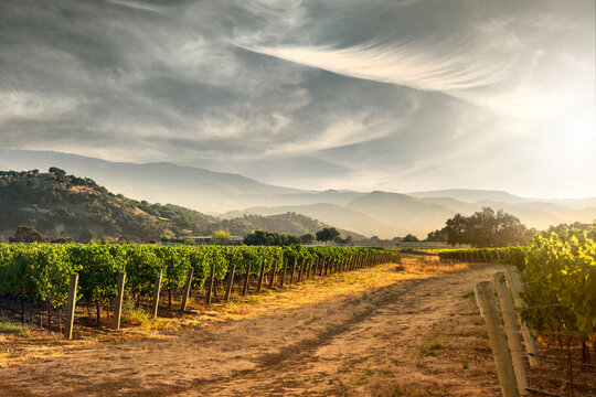 Napa California vineyard grapes in Sonoma Valley at harvest