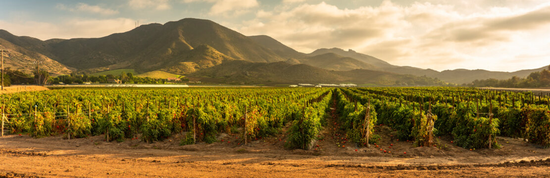 Tomato crops grow on fertile agricultural farm land panoramic