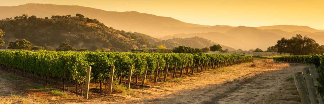 Napa California vineyard grapes in Sonoma Valley at harvest - Powered by Adobe