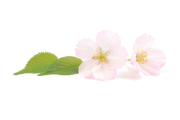 桜 花 ピンク 葉 緑 春 白 背景