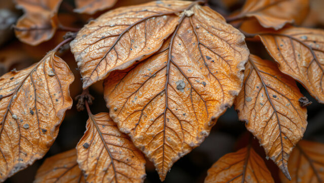Delicate veins branch across the dried leaves, creating an elaborate network. The intensity of the orange color varies across each leaf, suggesting different stages of desiccation.