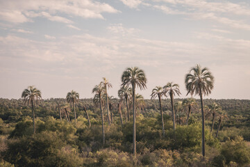 Scenic Landscape with Palm Trees in El Palmar, Entre Ríos, Argentina