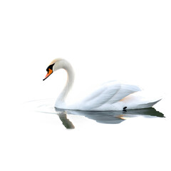 Grace Reflected: A Swan’s Dance on Water