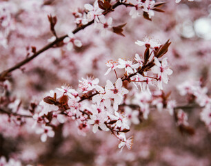 pink cherry blossom spring tree