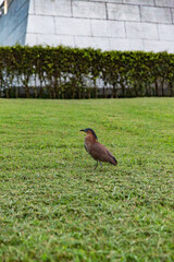 Malayan night heron in a grassy park, displaying calm demeanor and distinctive dark crest, typical of this native Taiwanese bird