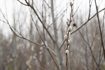 Blooming Willows Branch with Fluffy Buds in Early Spring.