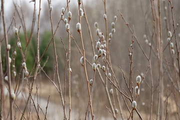 Blooming willow branches with soft catkins. Concept of spring awakening, easter or palm sunday.