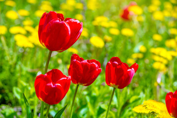 Obraz premium red tulips bloom on a green natural background