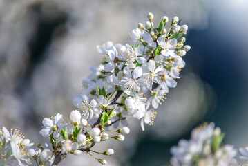 Cherry blossom branch in the garden in spring

