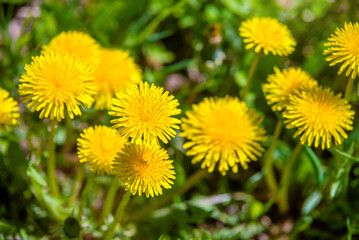 Yellow dandelions blooming on grass background