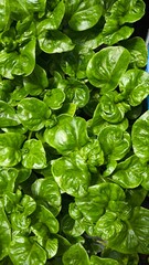 Green leaves for background