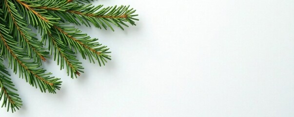 Evergreen fir branches against a white or cream colored wall, trees, wall, evergreen