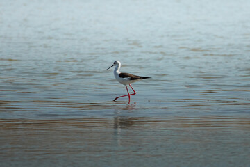 photo of the stilt on the lake