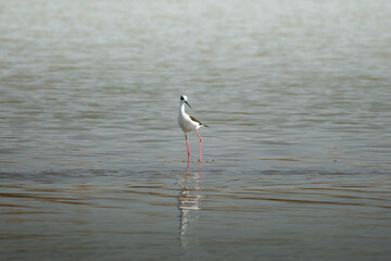 photo of the stilt on the lake