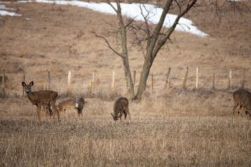 A herd of deer in Michigan