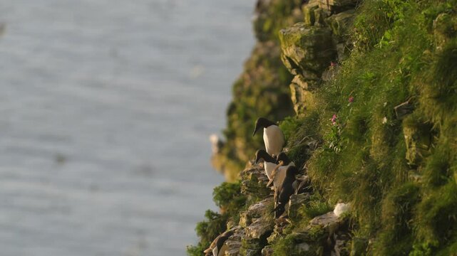 Common Murre, Common Guillemot, Uria aalge, birds colony on cliffs, Bempton Cliffs, North Yorkshire, England