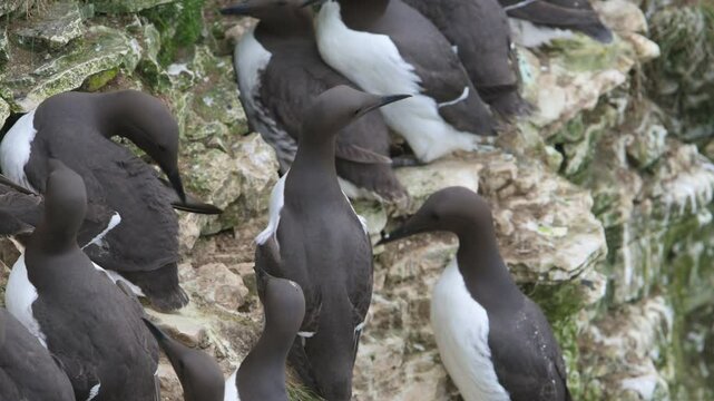 Common Murre, Common Guillemot, Uria aalge, birds colony on cliffs, Bempton Cliffs, North Yorkshire, England