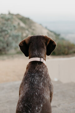 View of a brown dog from the back sitting looking out at nature