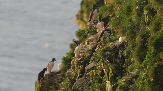Common Murre, Common Guillemot, Uria aalge, birds colony on cliffs, Bempton Cliffs, North Yorkshire, England