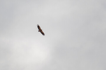 eagle in the sky