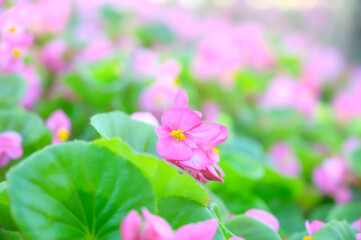 Flower Series : Pink Begonia flowers