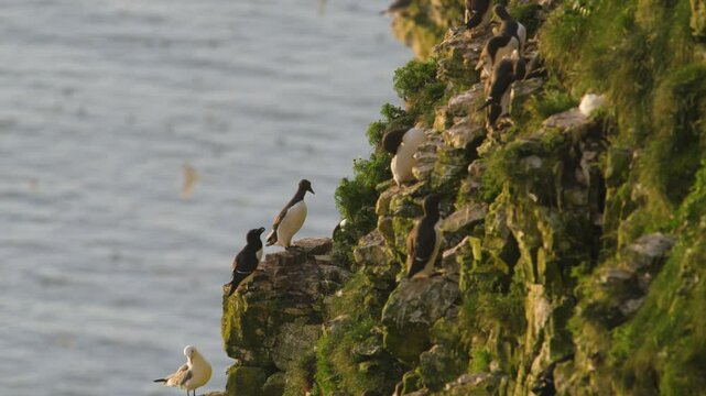 Common Murre, Common Guillemot, Uria aalge, birds colony on cliffs, Bempton Cliffs, North Yorkshire, England