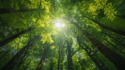 Looking up at the sun shining through the canopy of a lush green forest.