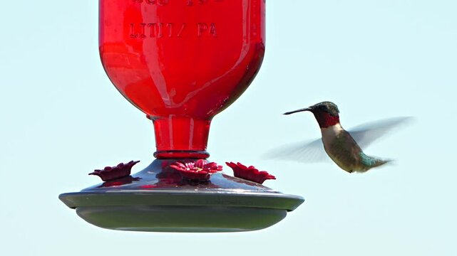 Ruby throated hummingbird at a feeder in Florida