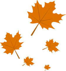 Autumn Maple Leaves Fall