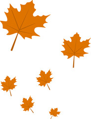 Obraz premium Autumn Maple Leaves Fall