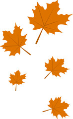 Autumn Maple Leaves Fall