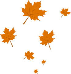 Autumn Maple Leaves Fall
