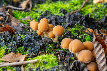 Fungal growths of Psathyrella mushrooms on wet forest floor surrounded by green moss and fallen leaves in a serene woodland environment