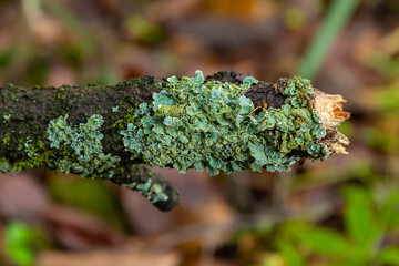 Greenish-blue lichens covering a fallen log in a forest setting during autumn season