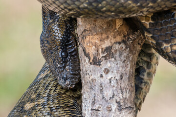 Snake wrapped around a tree