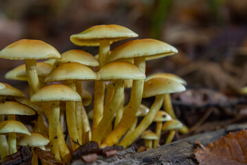 Sulphur tuft, Hypholoma fasciculare, or clustered woodlover on a dead tree