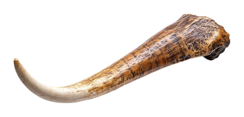 Elephant Tusk for Wildlife and Nature Displays - Isolated on White Background