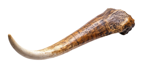 Elephant Tusk for Wildlife and Nature Displays - Isolated on White Background